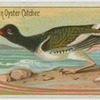 American Oyster Catcher.