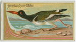 American Oyster Catcher.