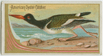 American Oyster Catcher.