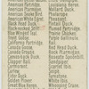 American Oyster Catcher.