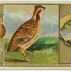 American Partridge.