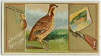 American Partridge.