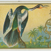 American Snake Bird.