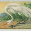 American White Egret.