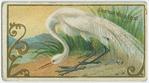 American White Egret.