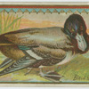 Black Head Duck.
