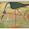 Black-necked Stilt.