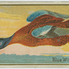 Blue Winged Teal.