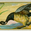 Brent Goose.