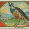 California Partridge.