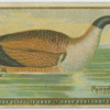 Canada Goose.