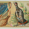 Canada Grouse.