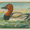 Canvas Back Duck.