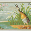 Clapper Rail.
