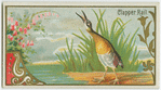 Clapper Rail.