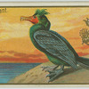 Cormorant.
