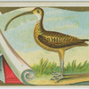 Curlew.