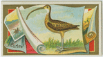 Curlew.