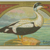 Eider Duck.