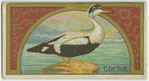 Eider Duck.