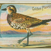 Golden Plover.