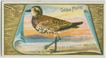 Golden Plover.