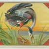 Great Blue Heron.