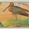 Great Marbled Godwit.