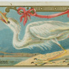 Great White Heron.