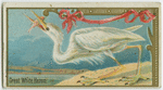 Great White Heron.