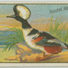 Hooded Merganser.