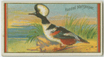 Hooded Merganser.