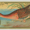 King Rail.