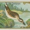 Little Sandpiper.