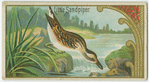Little Sandpiper.
