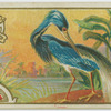Louisiana Heron.
