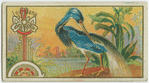 Louisiana Heron.