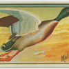 Mallard Duck.