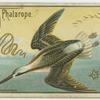 Phalarope.