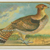 Pheasant.