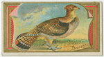 Pheasant.