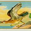 Sandpiper.