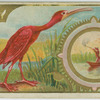 Scarlet Ibis.
