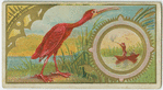 Scarlet Ibis.