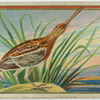 Snipe.