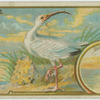 White Ibis.