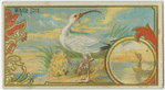White Ibis.