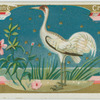 Whooping Crane.