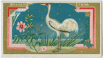 Whooping Crane.
