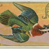 Wood Duck.
